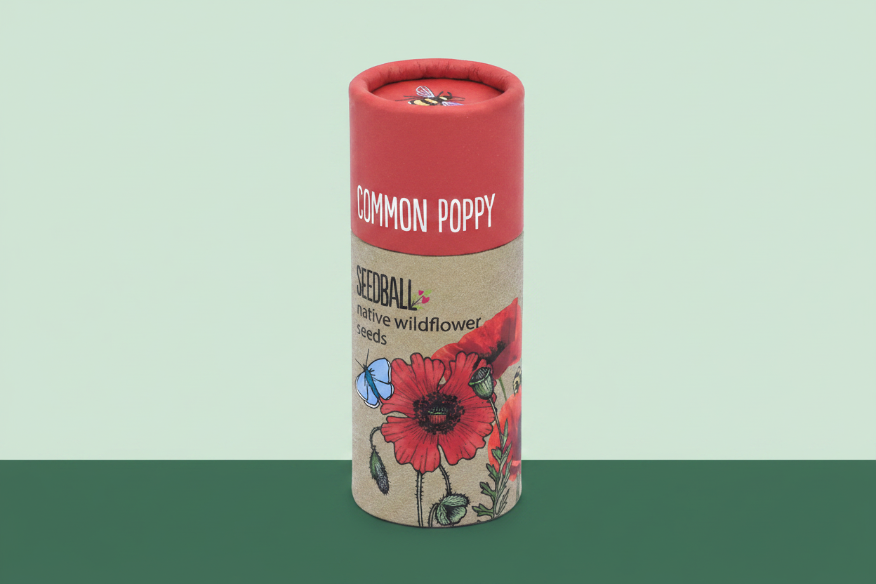 Common Poppy