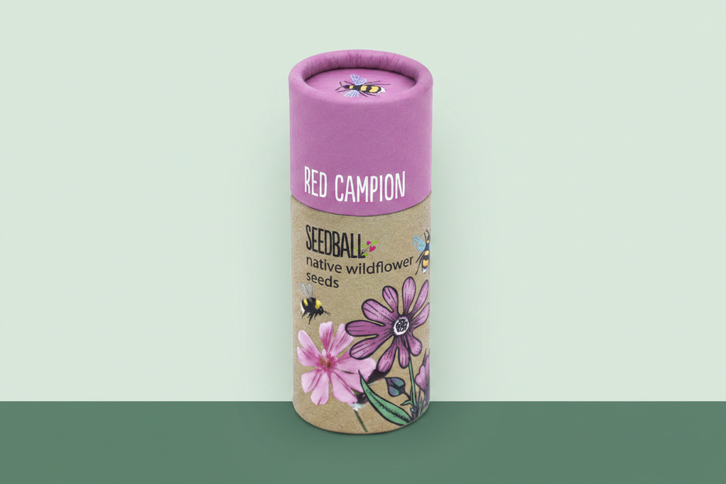Red Campion